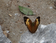 Cupha erymanthis erymanthis