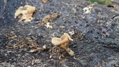 Lentinus