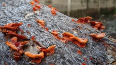 Trametes