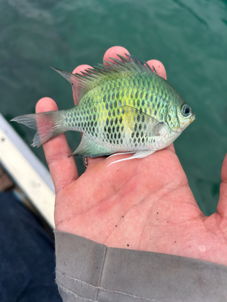 Black-snouted Sergeant-major (Amblyglyphidodon curacao)