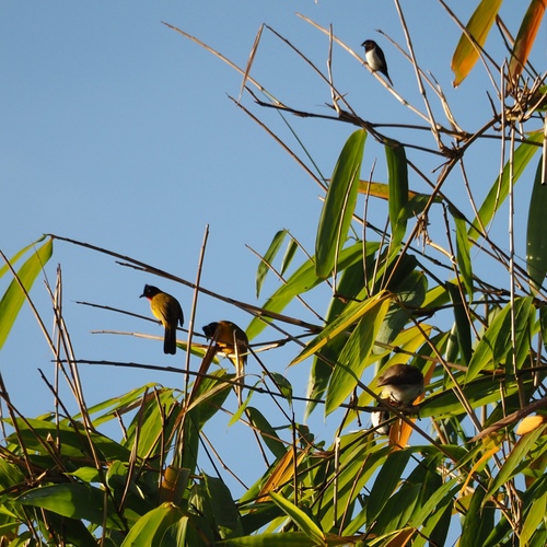 Ruby-throated Bulbul (Rubigula dispar), photo 5