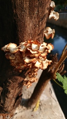 Lentinus