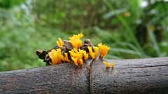 Dacrymyces spathularia