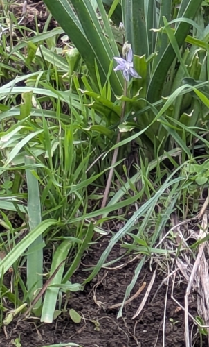 Scilla morrisii