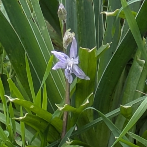 Scilla morrisii