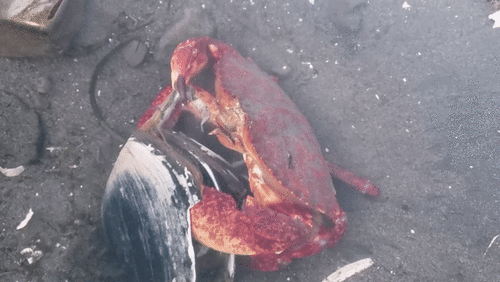 Red Rock Crab, Coos County, OR, USA, photo 7 of 10