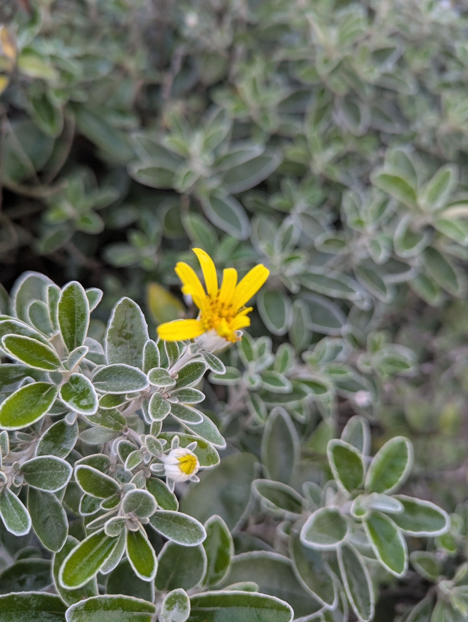 Shrub Ragwort (Brachyglottis ×)