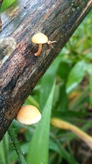 Gymnopilus