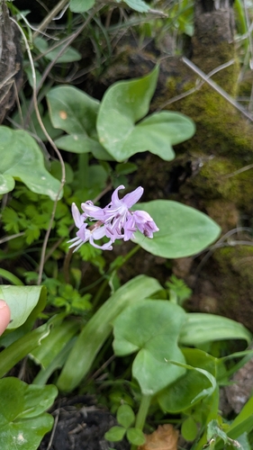 Morris squill (Scilla morrisii)