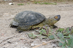 Sicilian Pond Turtle photo 1