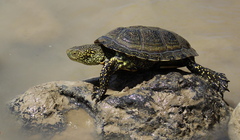 Sicilian Pond Turtle photo 2