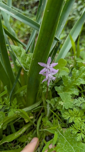 Morris squill (Scilla morrisii)