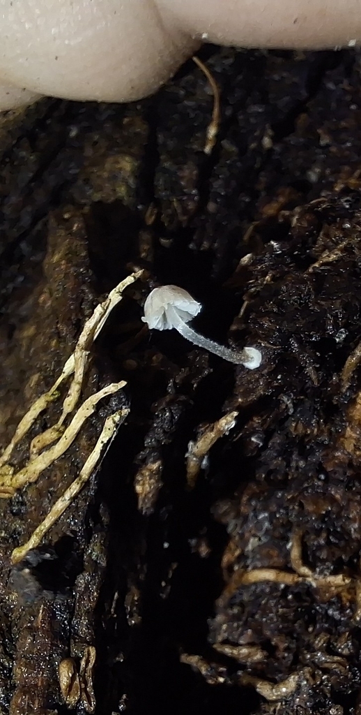 Mycena clavularis