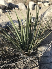 Hesperoyucca whipplei
