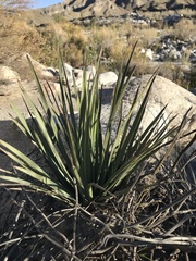 Hesperoyucca whipplei