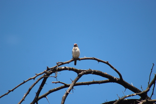 Scaly-feathered Weaver (Sporopipes squamifrons), photo 2