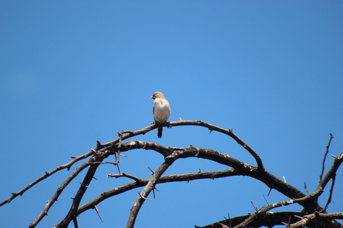Scaly-feathered Weaver (Sporopipes squamifrons)