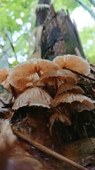 Cymatoderma