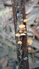 Marasmius