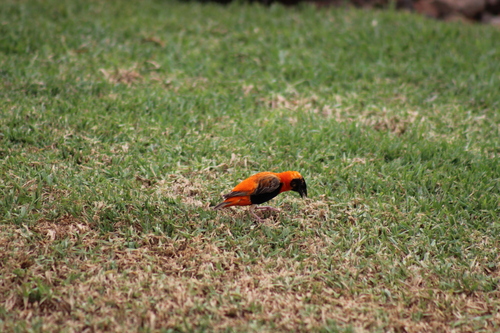 Southern Red Bishop (Euplectes orix), photo 6
