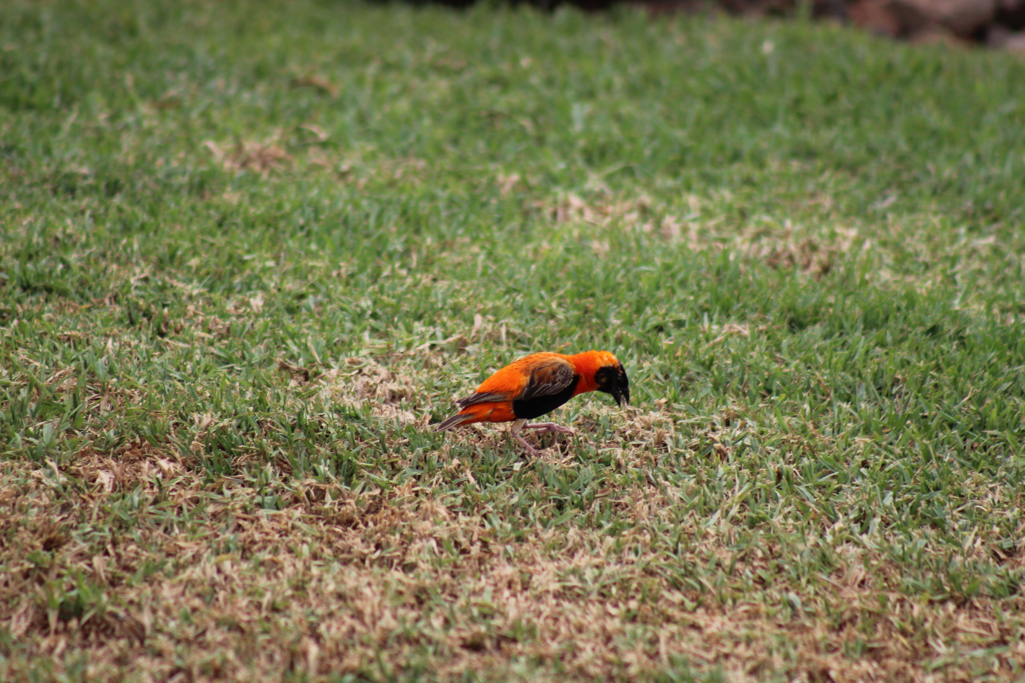 Southern Red Bishop (Euplectes orix), photo 6