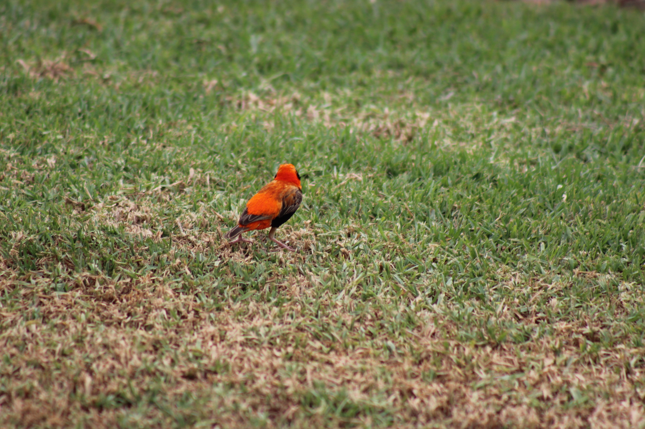 Southern Red Bishop (Euplectes orix), photo 7