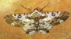 Iridopsis validaria
