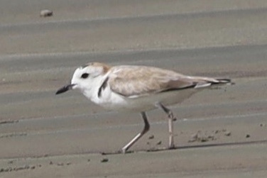 White-faced Plover