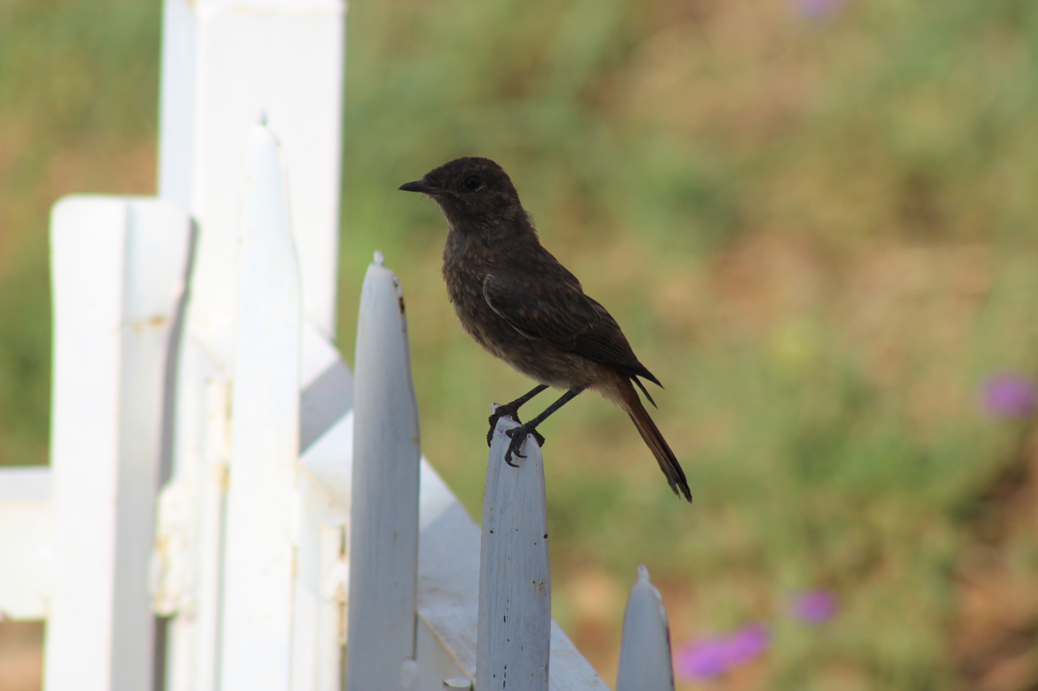 Familiar Chat (Oenanthe familiaris), photo 6