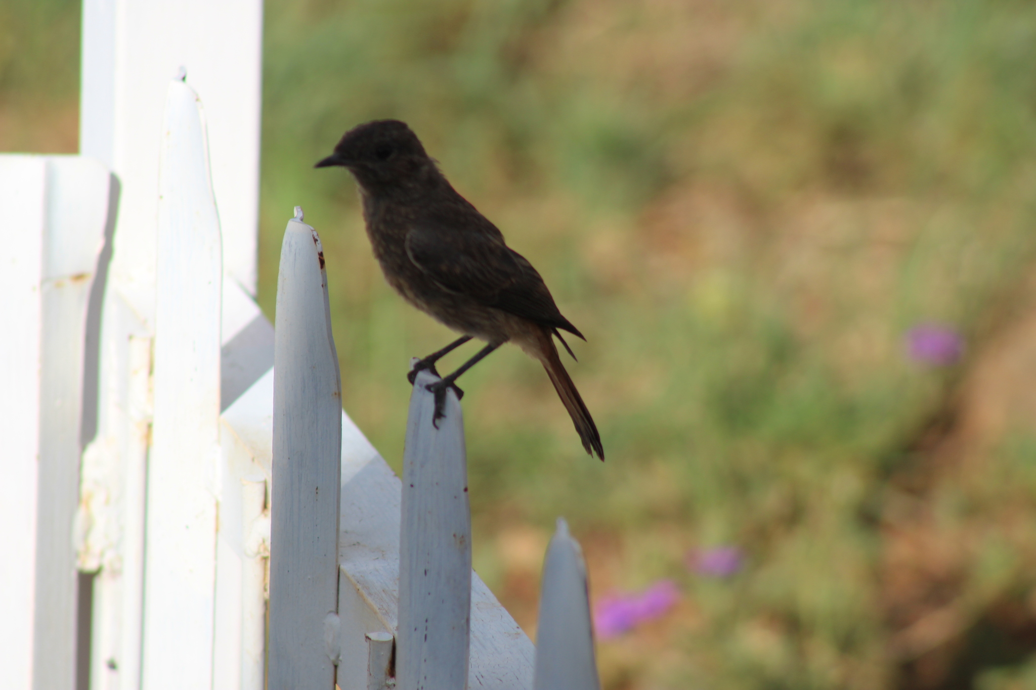 Familiar Chat (Oenanthe familiaris), photo 7