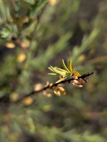 Scanty riceflower (Pimelea pauciflora)