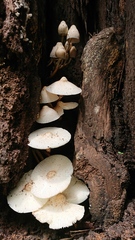 Leucocoprinus