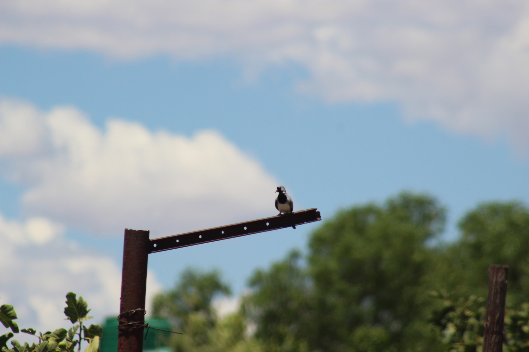 Namaqua Dove (Oena capensis), photo 6