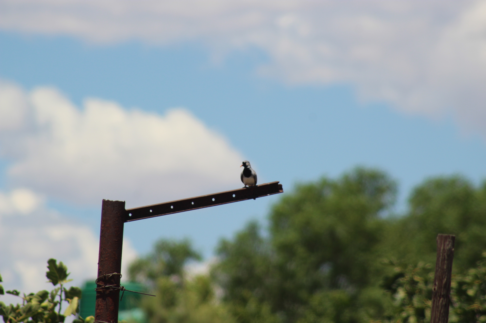 Namaqua Dove (Oena capensis), photo 7