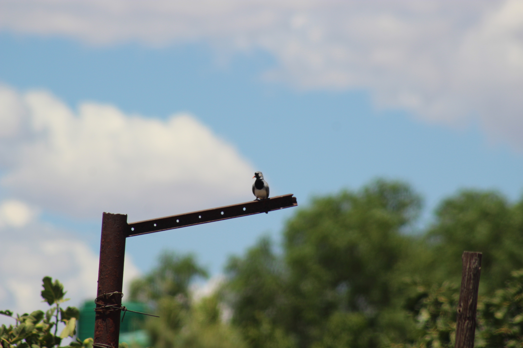 Namaqua Dove (Oena capensis), photo 8