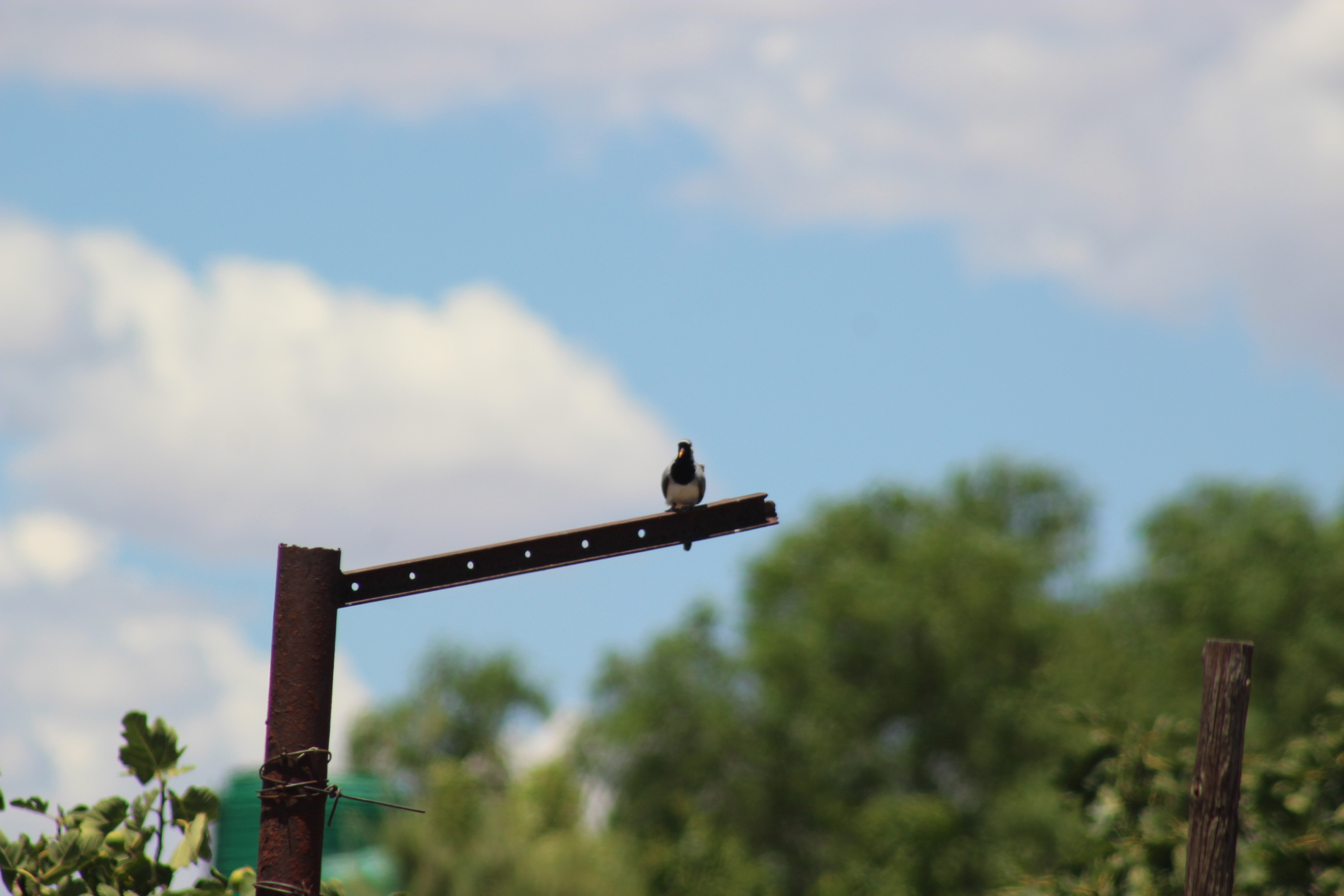 Namaqua Dove (Oena capensis), photo 9