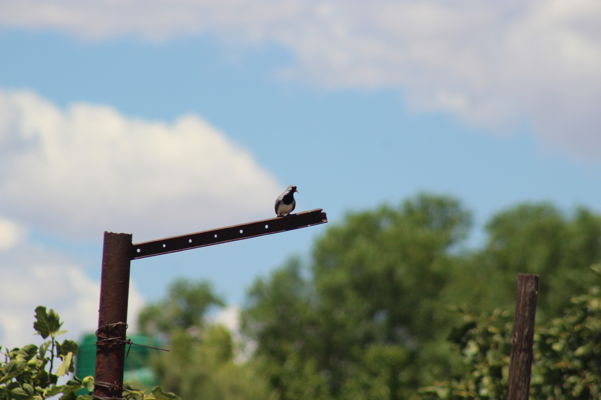 Namaqua Dove (Oena capensis), photo 10