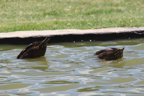 Yellow-billed Duck (Anas undulata), photo 8