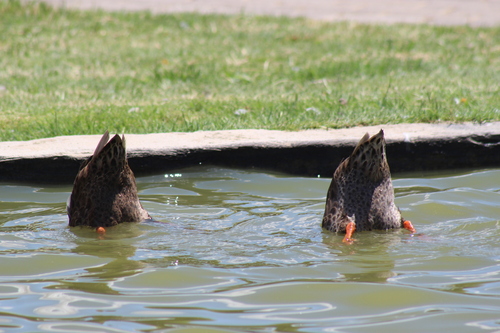 Yellow-billed Duck (Anas undulata), photo 7