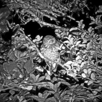 Morepork (Ninox novaeseelandiae), photo 7