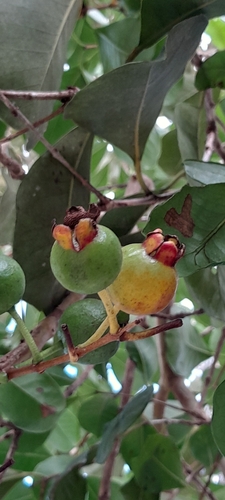 Psidium cattleianum