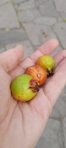 Psidium cattleianum