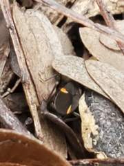 Ochrimnus tripligatus