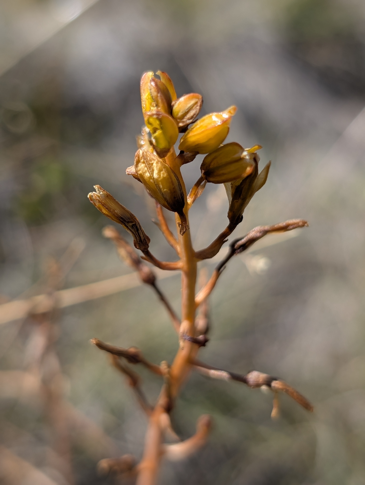Bulbine Lily (Bulbine bulbosa)
