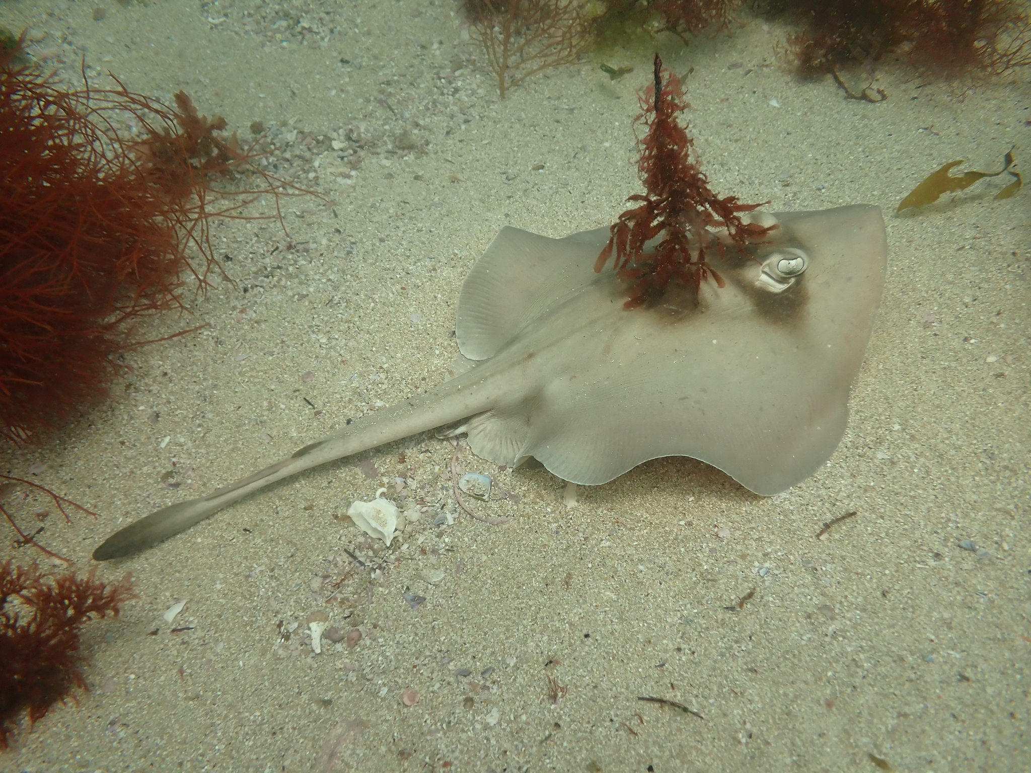 Masked Stingaree photo 8