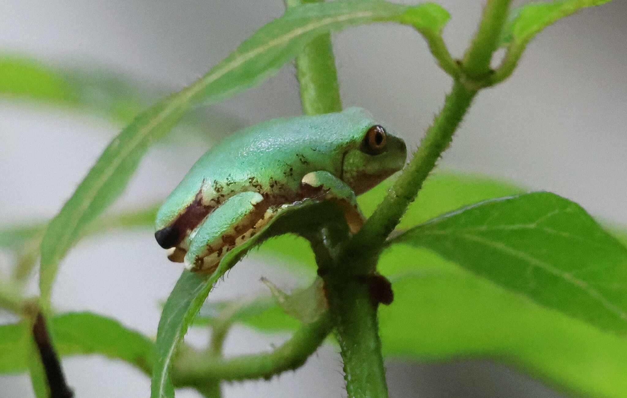 Leptopelis natalensis (Smith, 1849)