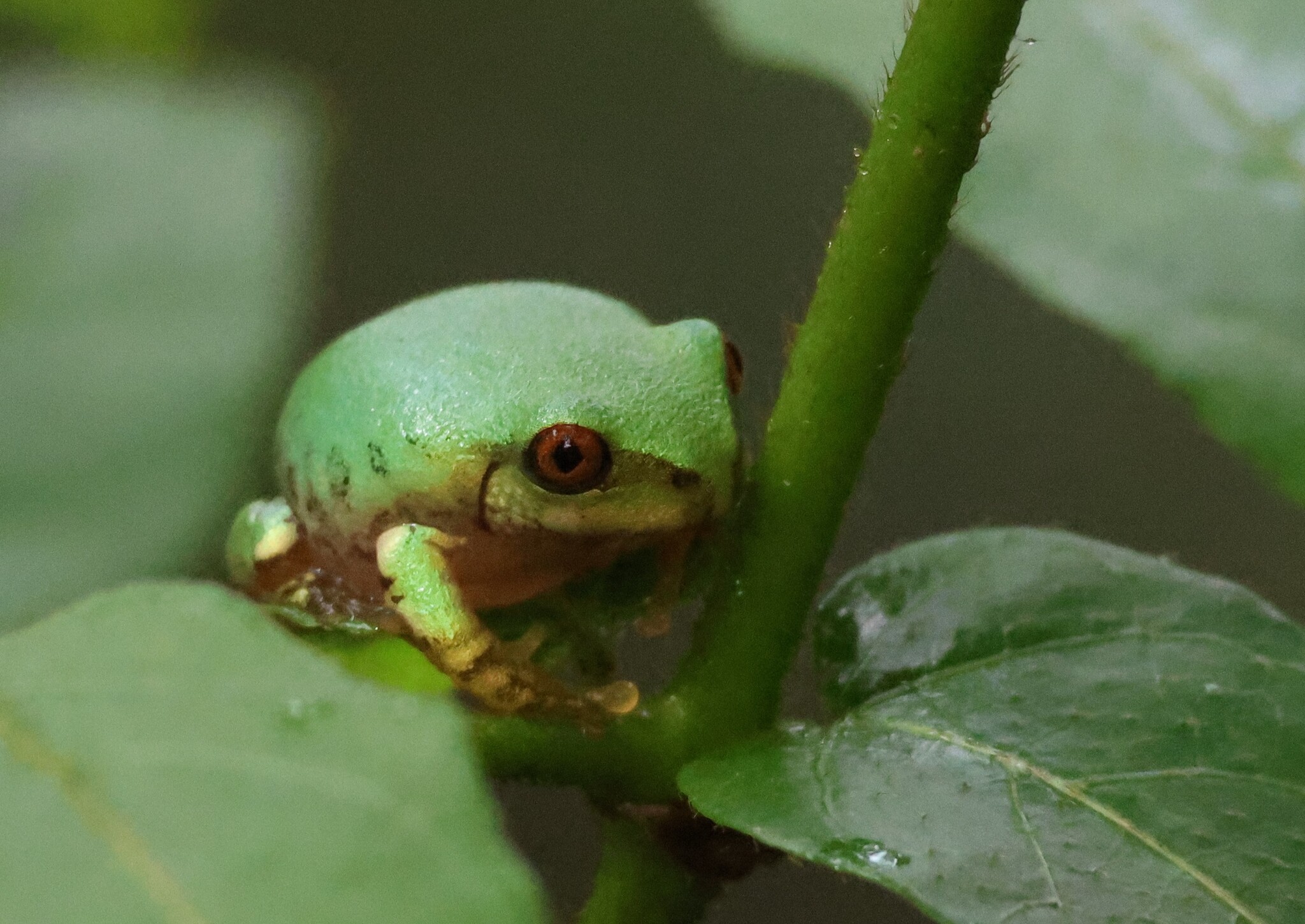 Leptopelis natalensis (Smith, 1849)