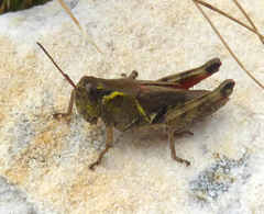 Bohemanella frigida