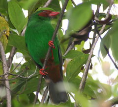 Chlorornis riefferii