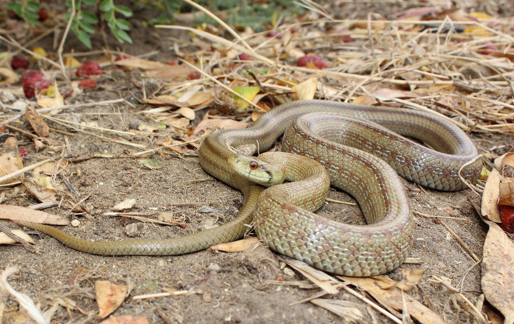 Italian Aesculapian Snake